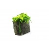 Chuka Wakame Gunkan