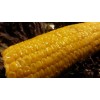 Sweet Corn